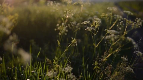 Flowers On Blurred Background Stock Footage 100686356