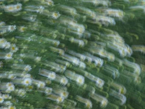 Flowers blurred by wind Stock Photos