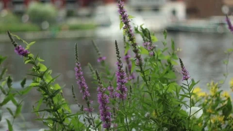 Flowers with a boat passing in the background Stock-Footage 77479642