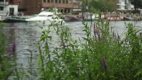 Flowers with a boat passing in the background Stock-Footage 77479681
