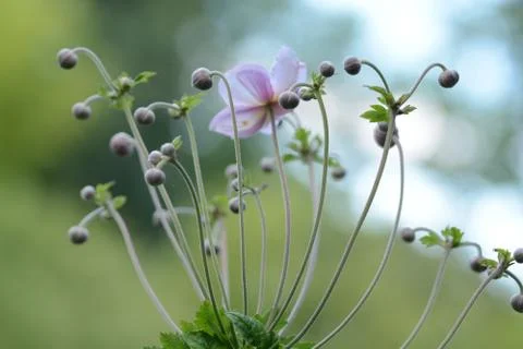 Flowers in boke 스톡 사진