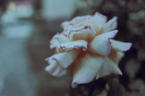 Flowers bokeh Stockfoto's