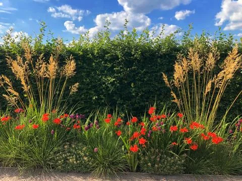 Flowers border in front of headge Foto stock