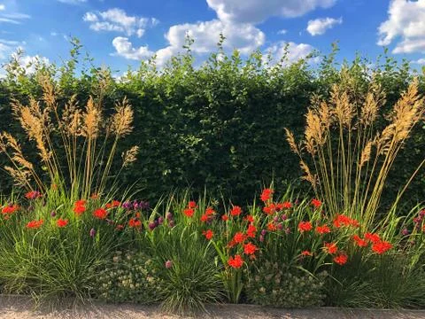 Flowers border in front of headge Stock Photos