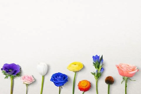 Flowers border, white background, design space Stock Photos