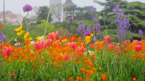 Flowers in Botanic Garden Stock Footage 60003437