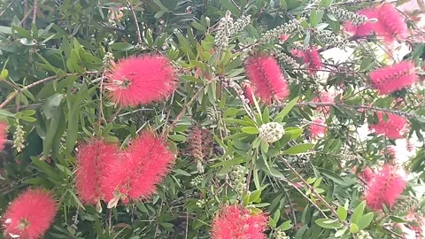 Flowers of Bottlebrush Stock-Footage 308304539