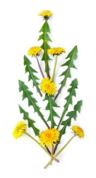 Flowers bouquet composition. Pattern made of yellow dandelions with leaves on Stock Photos