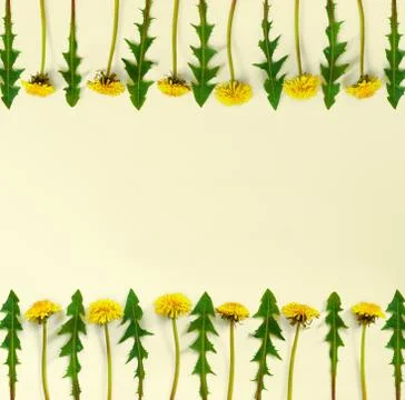 Flowers bouquet composition. Pattern made of yellow dandelions with leaves on Stock Photos
