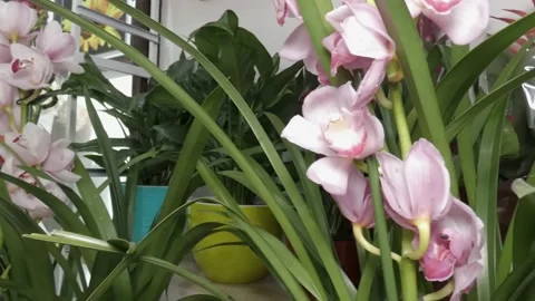 In Flowers boutique Stock Footage 148042011