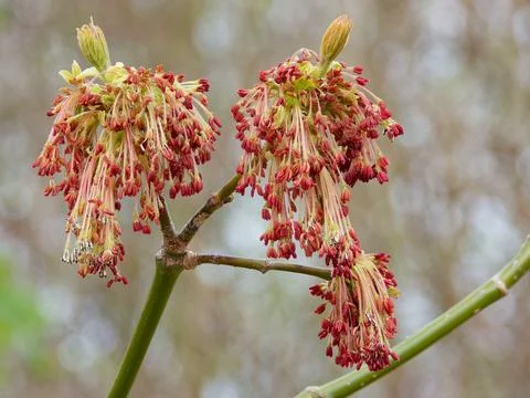 Flowers of box elder in the beginning of May. Stock Photos