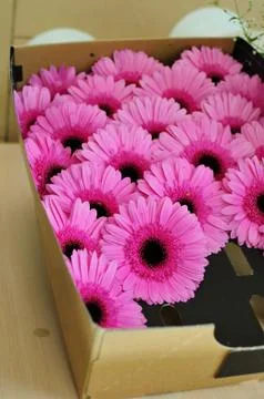 Flowers in the box Stock Photos