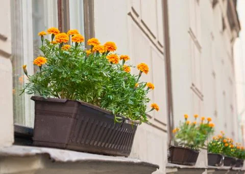 Flowers in box on windowsill Stock Photos