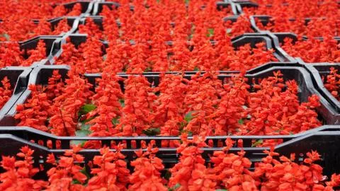 Flowers in boxes Stock Photos