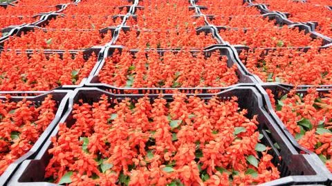 Flowers in boxes Stock Photos