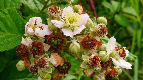 Flowers of a bramble bush in a hedgerow 스톡 동영상 245805219
