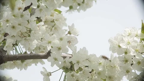 Flowers on the branch of an apple tree in the garden on a sunny day Stock Footage 257656305
