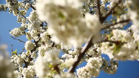 Flowers on the branch of an apple tree in the garden on a sunny day Stock Footage 257656348