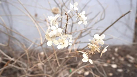 Flowers on a branch that are moving with the wind 스톡 동영상 129187005