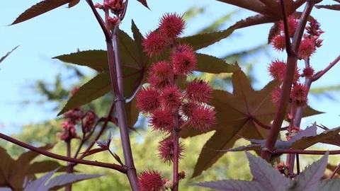 Flowers on a branch of a bush. Stock Footage 84767258
