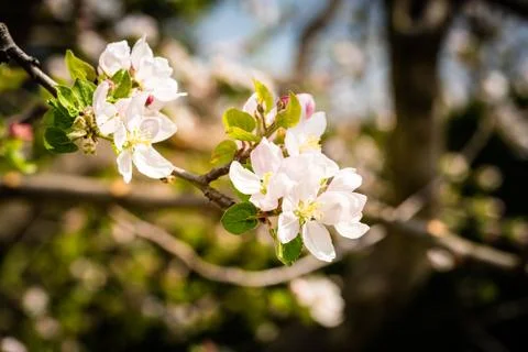 Flowers on branch of cherry tree in spring blooming. Stock-Fotos