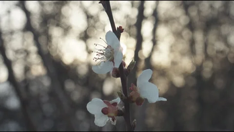Flowers on a branch Stock Footage 38029067