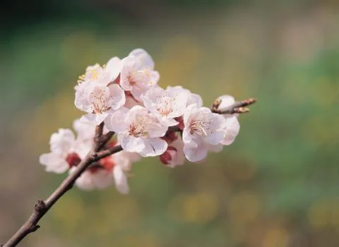 Flowers on branch Photos