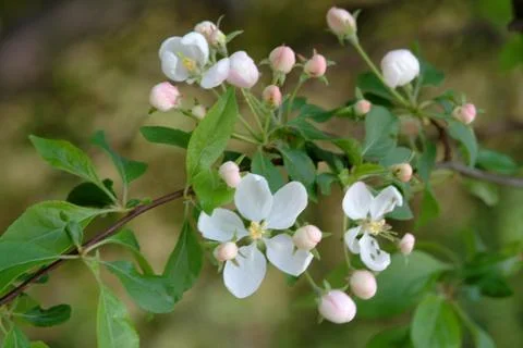 Flowers on the branch Stock Photos
