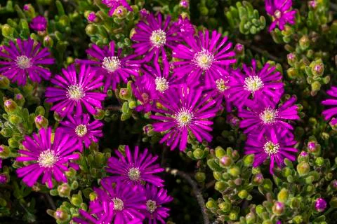 Flowers on a branch in the spring Foto stock