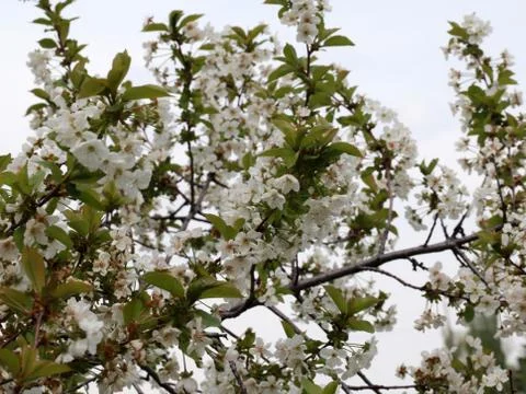 Flowers on the branches of a cherry tree Stock Photos