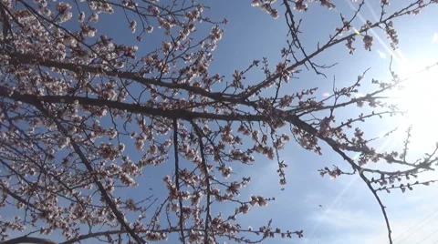 Flowers on the branches Stock-Footage 49407807