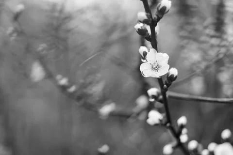 Flowers on branches. trees bloom in spring. Cherry blossom concept. Japanes.. Stock Photos