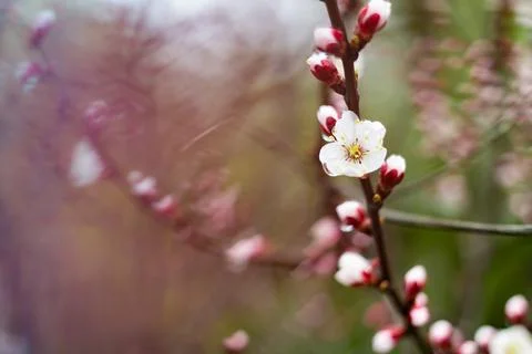 Flowers on branches. trees bloom in spring. Cherry blossom concept. Japanes.. Stock Photos