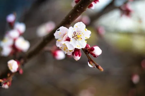 Flowers on branches. trees bloom in spring. Cherry blossom concept. Japanes.. Fotos Stock
