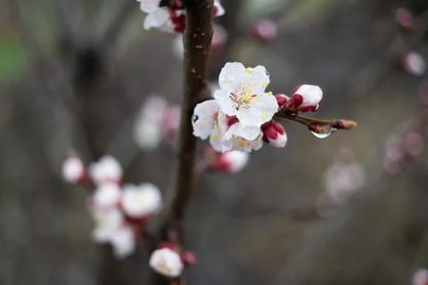 Flowers on branches. trees bloom in spring. Cherry blossom concept. Japanes.. Stock Photos
