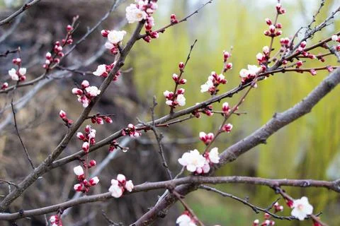 Flowers on branches. trees bloom in spring. Cherry blossom concept. Japanes.. 스톡 사진