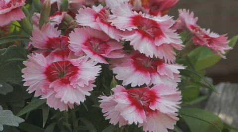 Flowers in the breeze Stock Footage 706079
