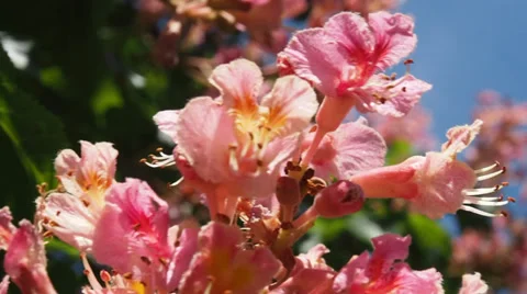 Flowers in the breeze Stock Footage 32453815