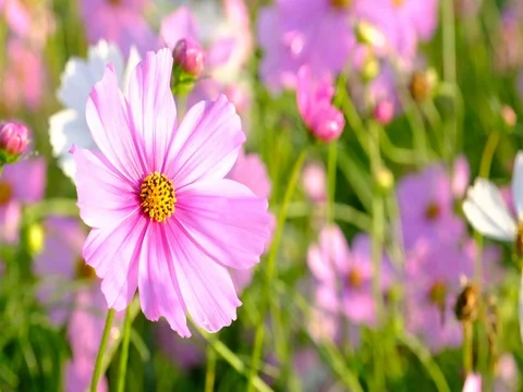 Flowers in the breeze Stock Footage 70986644