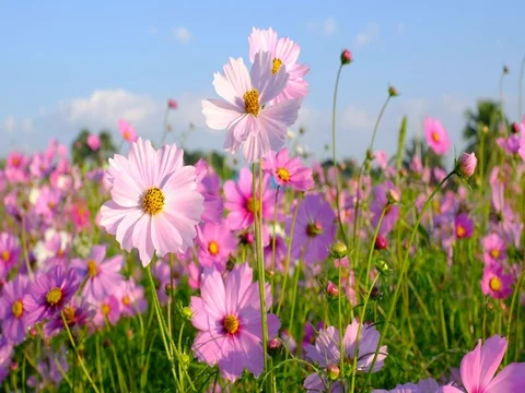 Flowers in the breeze Video stock 70987082