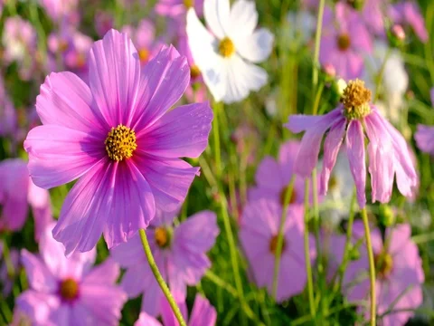Flowers in the breeze Video stock 70987360