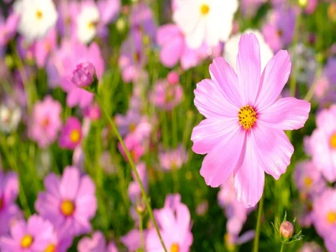 Flowers in the breeze Video stock 70987465
