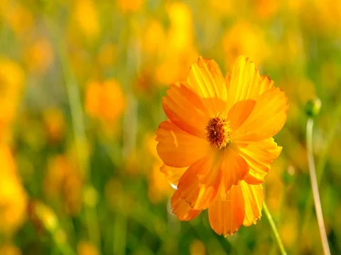 Flowers in the breeze Video stock 70987575