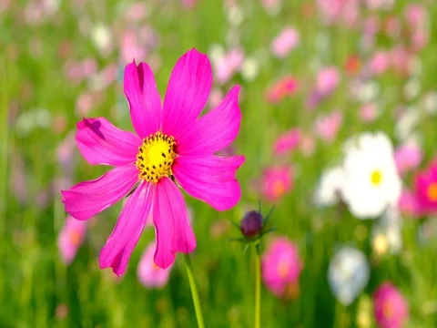 Flowers in the breeze Video stock 70987577