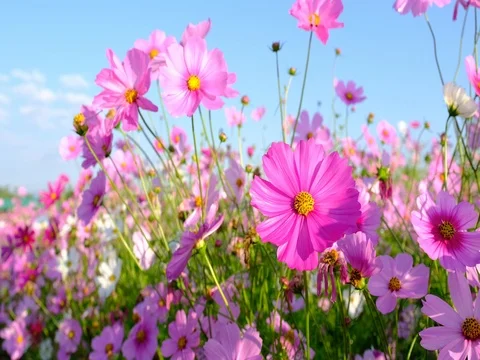 Flowers in the breeze Video stock 70987700