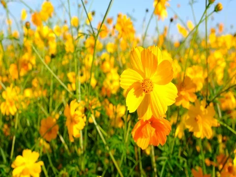 Flowers in the breeze Video stock 70987820