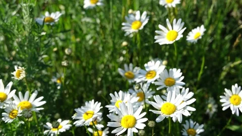 Flowers in the breeze Stock Footage 131010487