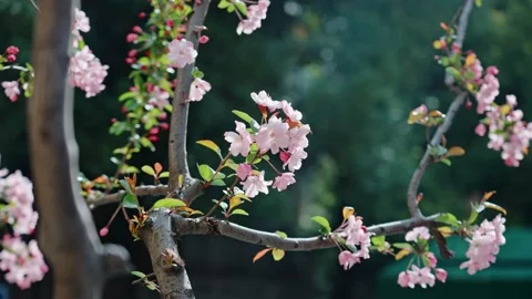 Flowers in the Breeze in Slow Motion Stock Footage 318650841
