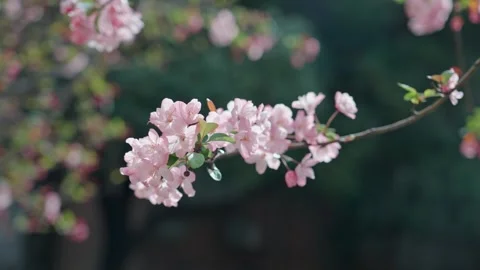 Flowers in the Breeze in Slow Motion Video stock 318650952