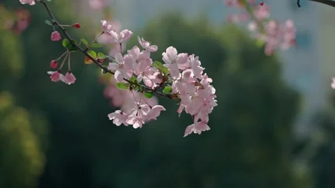 Flowers in the Breeze in Slow Motion Stock Footage 318655991